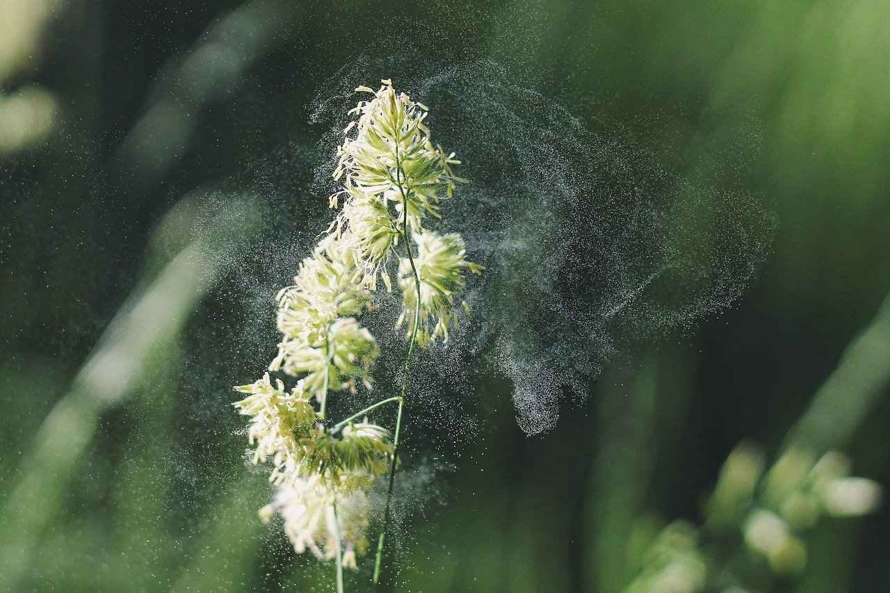 Allergie aux pollens: Astuces pour soulager le rhume des foins